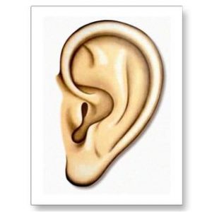Picture Of An Ear - Tallahassee Plastic Surgery Clinic